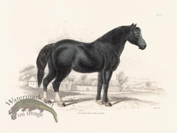 Jar Horse 05